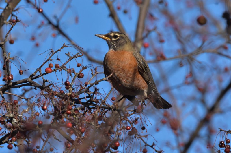 American Robin GC.jpg