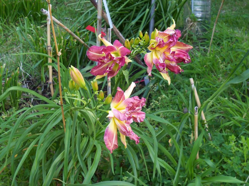 Amethyst Reflections x Unk.JPG