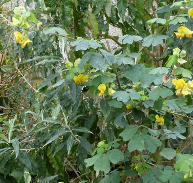 Amicia zygomeris 1.JPG