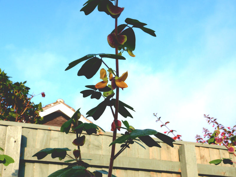 Amicia zygomeris 2.JPG