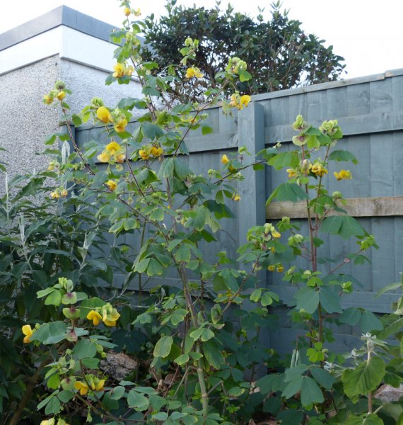 Amicia zygomeris 3.JPG