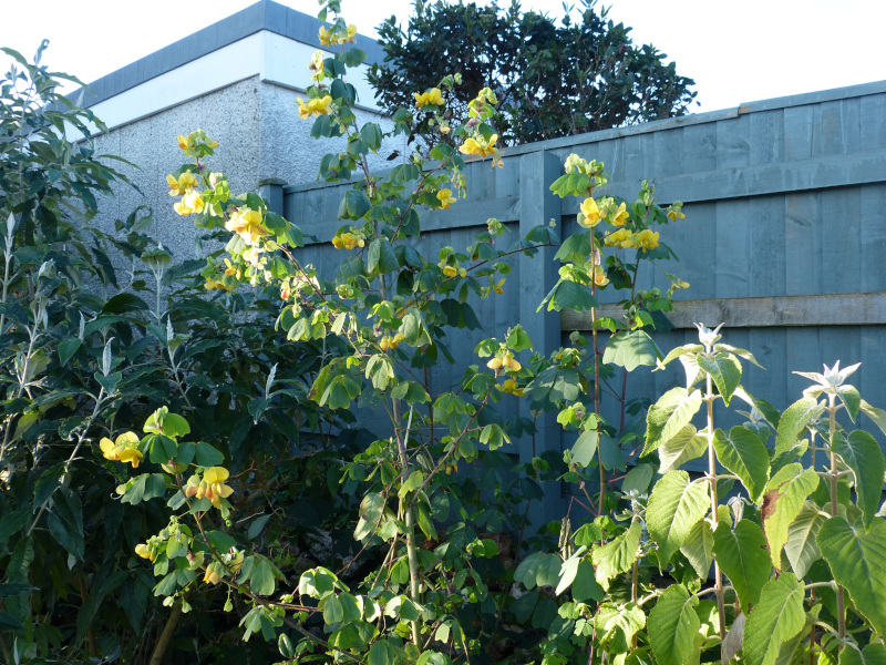 Amicia zygomeris 4.JPG