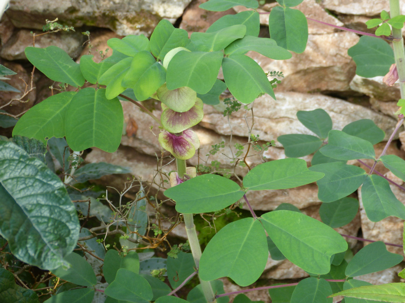 Amicia zygomeris.JPG