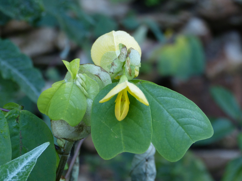 Amicia zygomeris.JPG