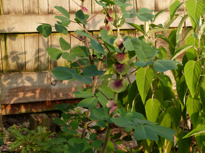 Amicia zygomeris.JPG