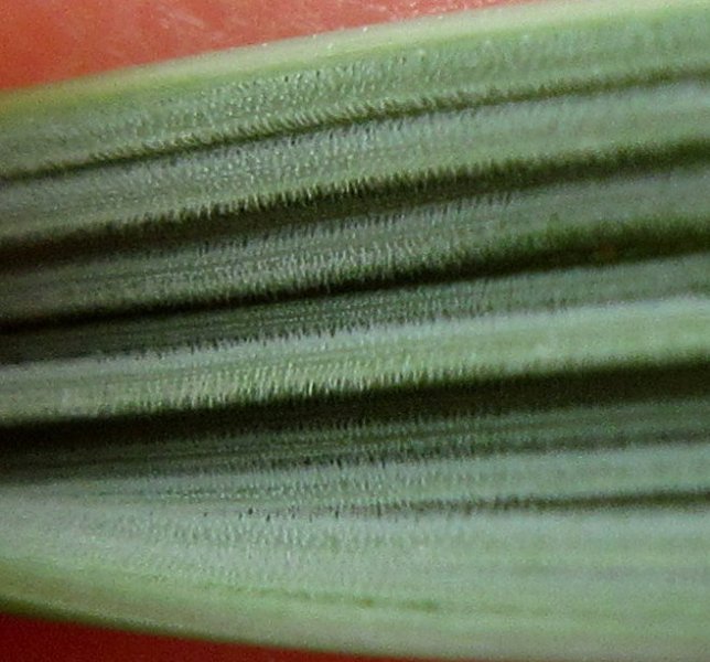 AMMOPHILA  MARRAM GRASS 02-07-2024 15-14-008.JPG