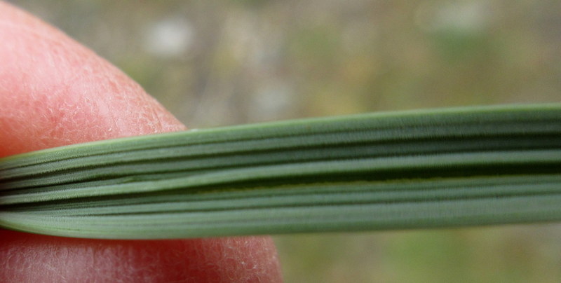 AMMOPHILA  MARRAM GRASS 02-07-2024 15-14-07.JPG
