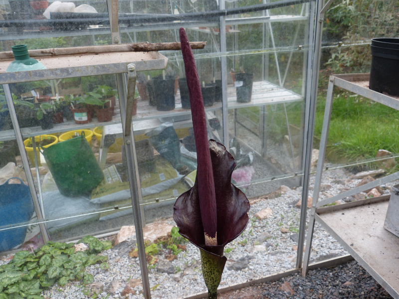 Amorphophallus bulbifer.JPG