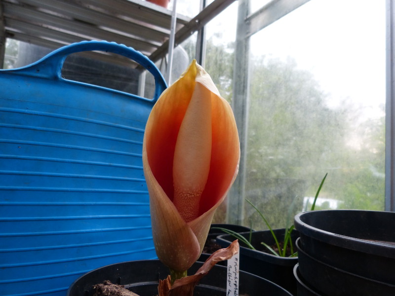 Amorphophallus bulbifer.JPG