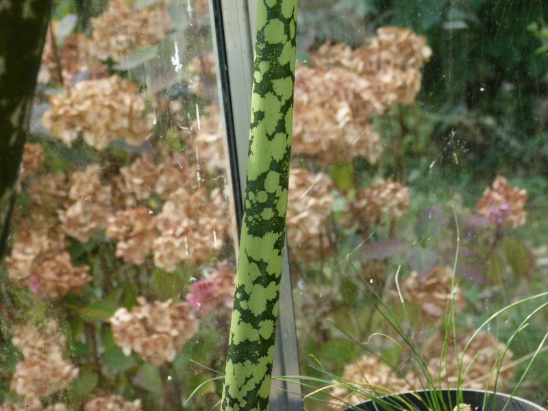 Amorphophallus bulbifer.JPG