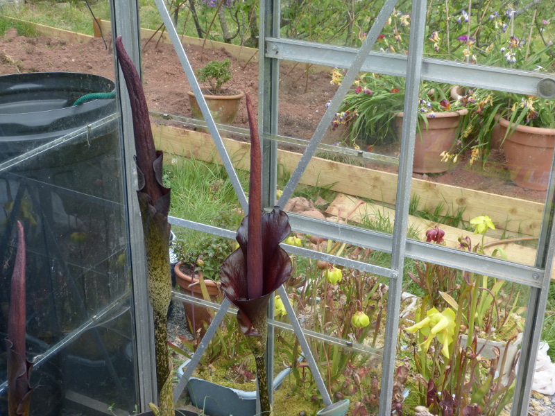 Amorphophallus konjac 2017.JPG