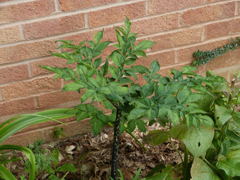 Amorphophallus konjac 2018 2.JPG