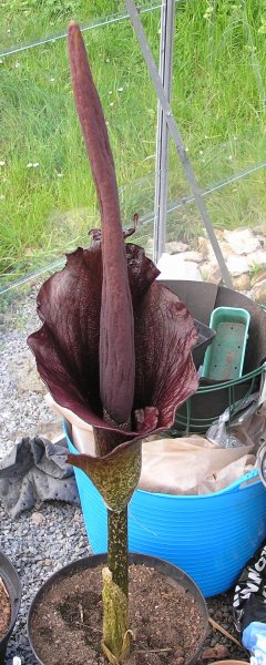 Amorphophallus konjac a (1).JPG