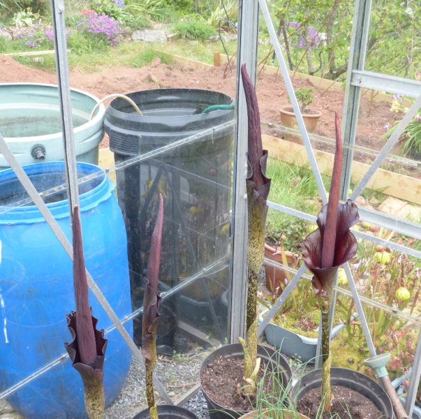 Amorphophallus konjac group.JPG