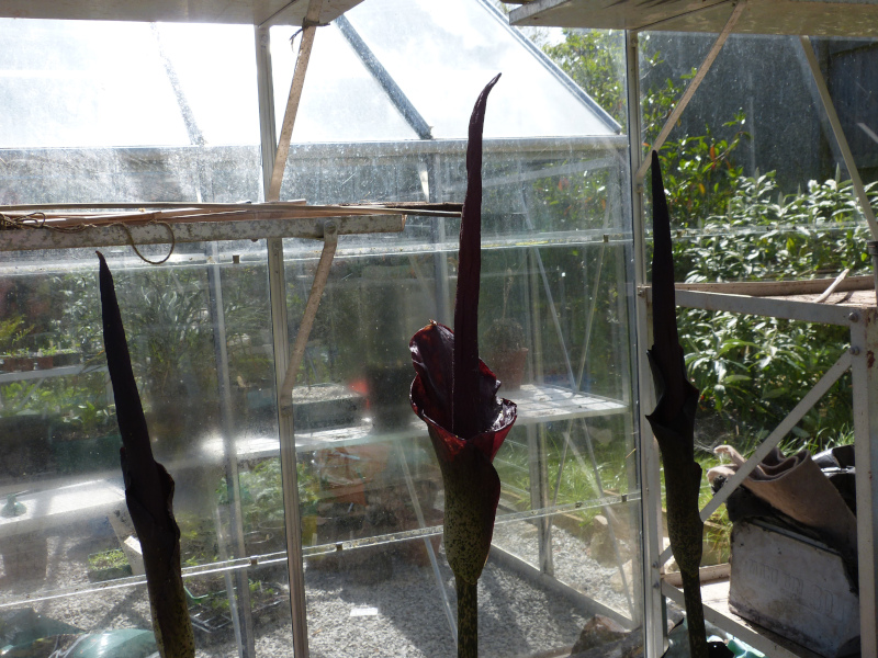 Amorphophallus konjac.JPG