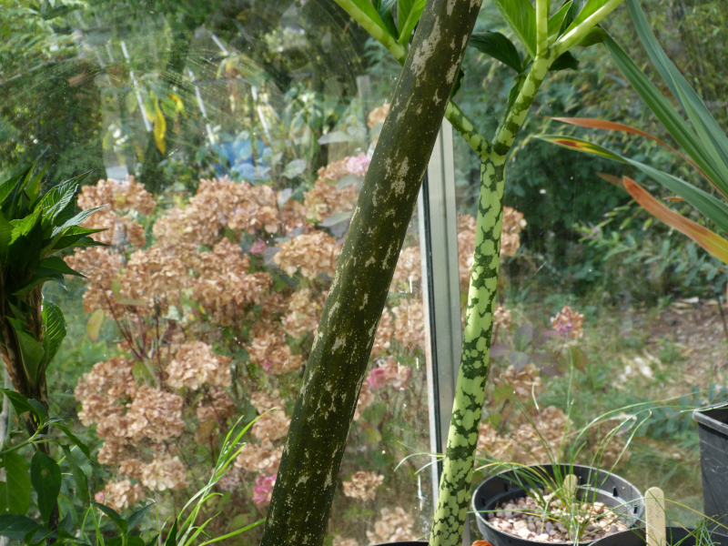 Amorphophallus konjac.JPG