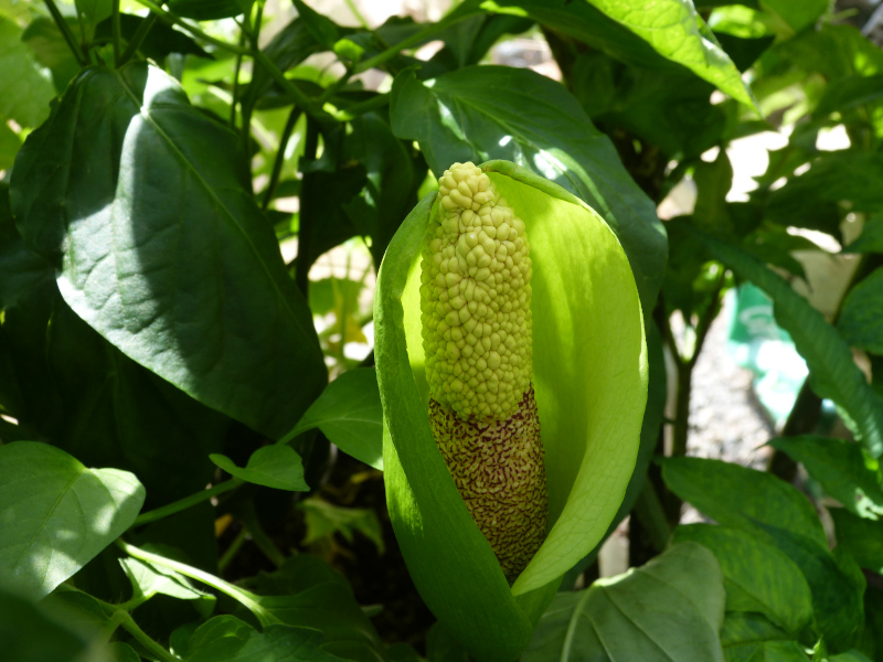 Amorphophallus nepalensis.JPG