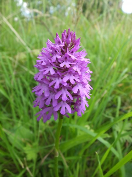 ANACAMPTIS  PYRAMIDALIS  PYRAMIDAL  ORCHID 04-07-2018 18-54-31.JPG