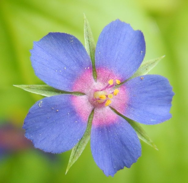 Anagallis foemina.JPG