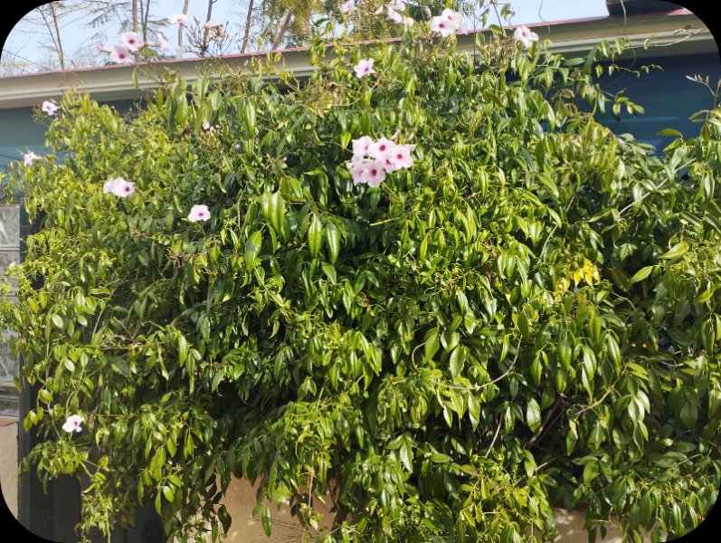 andorea Jasminoides 1 Dec 25.jpg