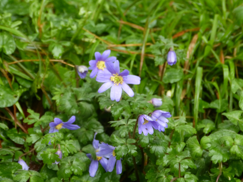 Anemone blanda 1.JPG