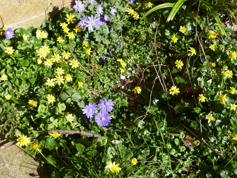 Anemone blanda Ficaria verna.JPG