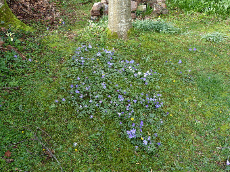Anemone blanda hybrids.JPG