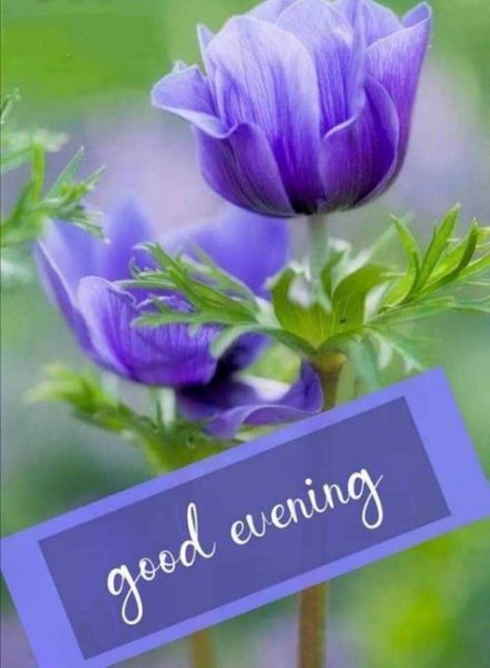Anemone evening.jpg