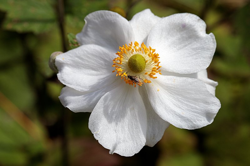 anemone-honorine.jpg