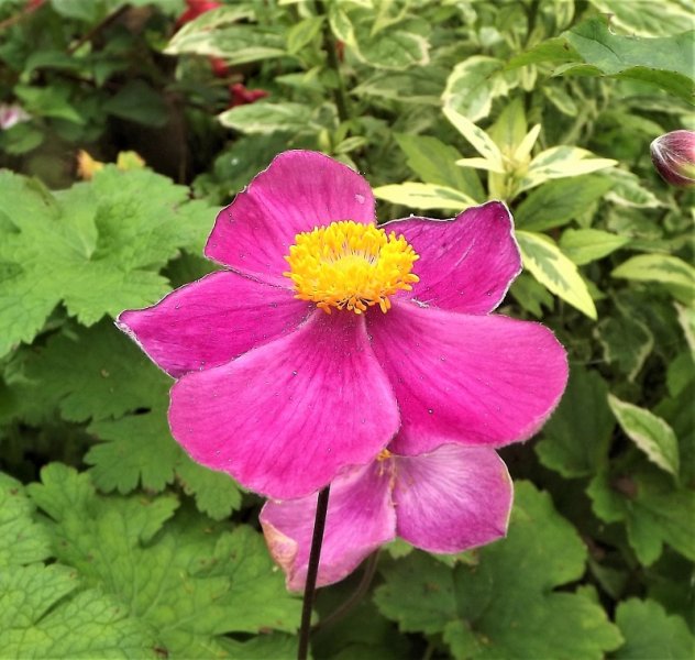 Anemone huphensis Red Ridinghood.jpg