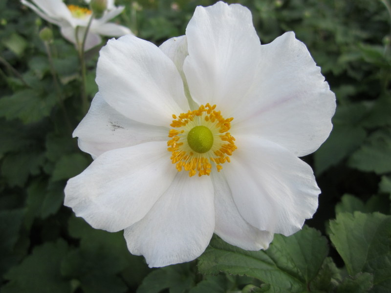 ANEMONE  HYBRIDA  HONORINE  JOBERT 30-09-2010 15-52-45.JPG
