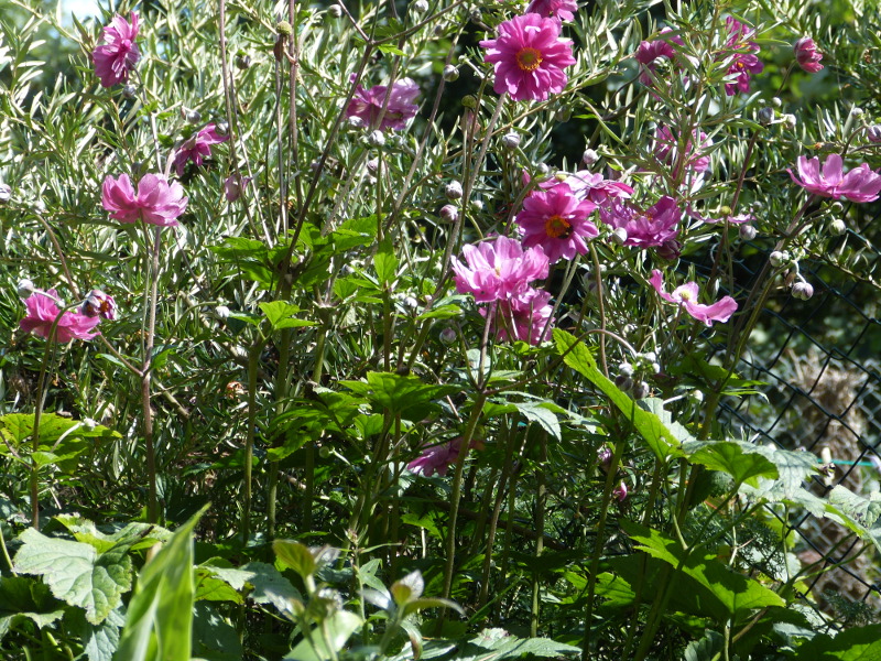 Anemone japonica Rotkappchen.JPG