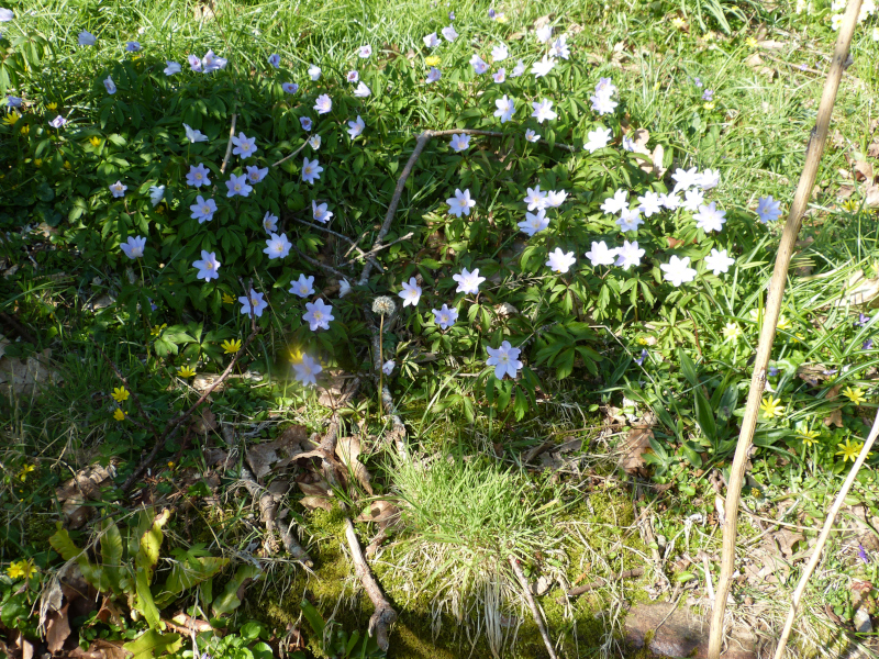 Anemone nemerosa Robisoniana.JPG