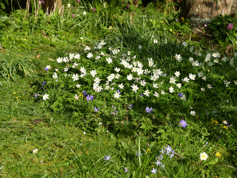 Anemone nemorosa 2.JPG