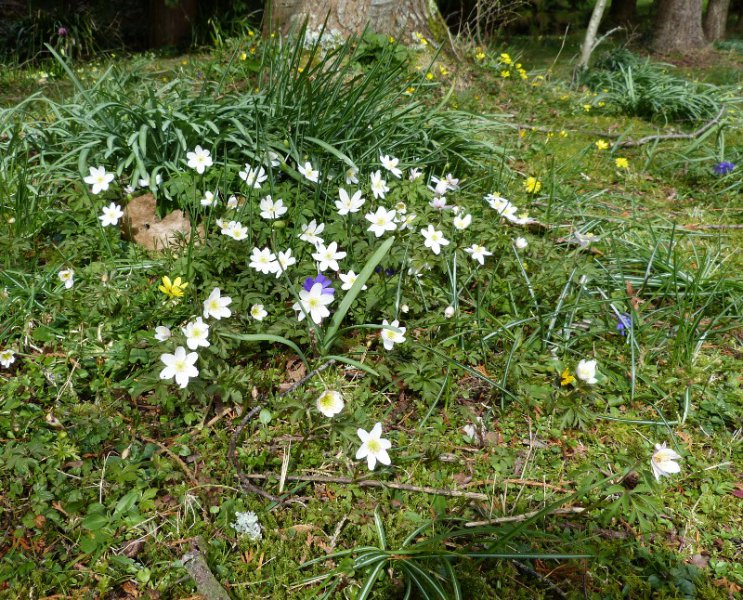Anemone nemorosa. 2.JPG