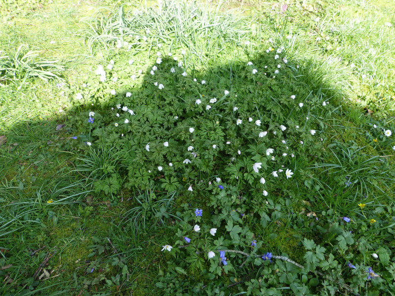 Anemone nemorosa.JPG
