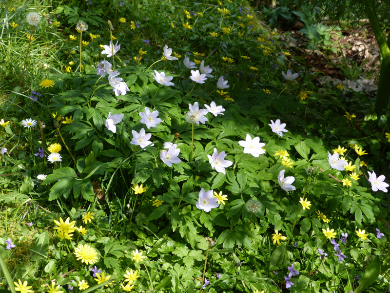 Anemone nemorosa Robinsoniana.JPG