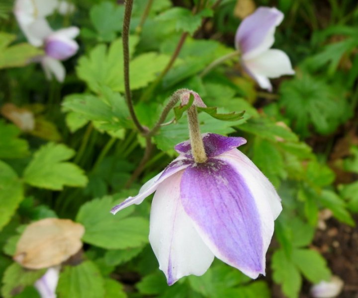 ANEMONE  WILD  SWAN 01-09-2016 14-29-41.JPG