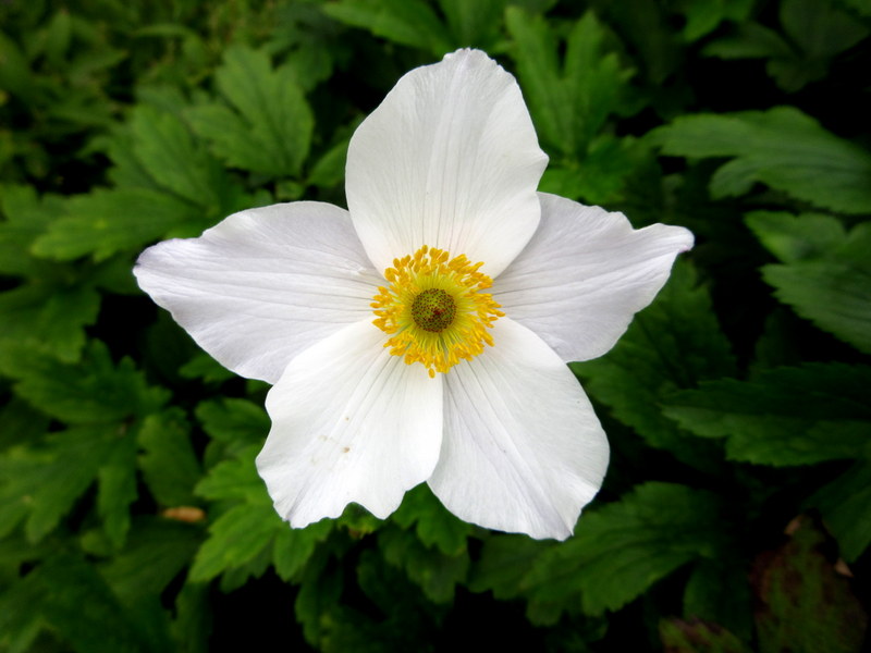 ANEMONE  WILD  SWAN 10-07-2025 16-04-12.JPG