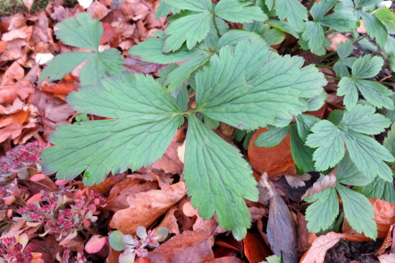 ANEMONE  WILD  SWAN 11-11-2015 14-32-03.JPG