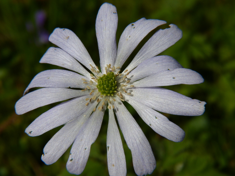 Anenome blanda macro.JPG