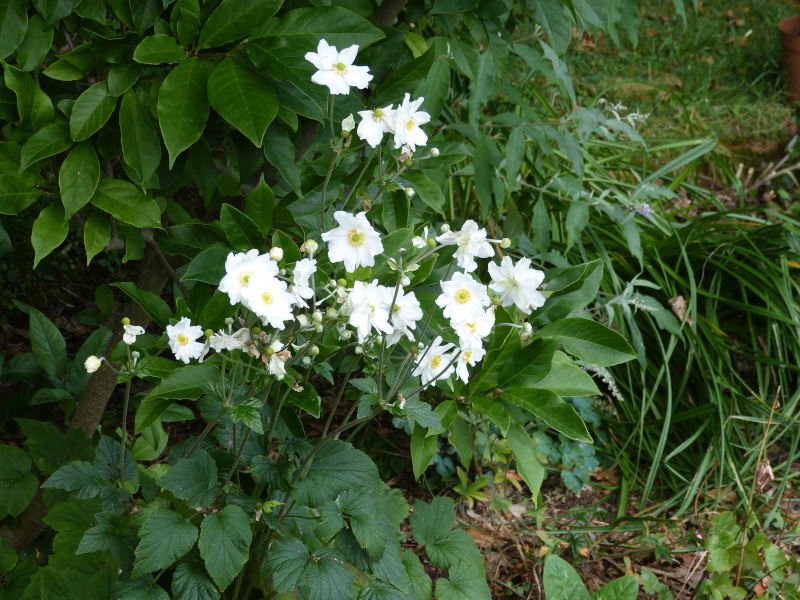 Anenome japonica Whirlwind.JPG
