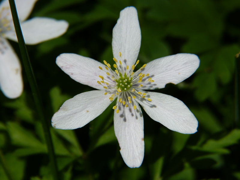 Anenome nemerosa.JPG