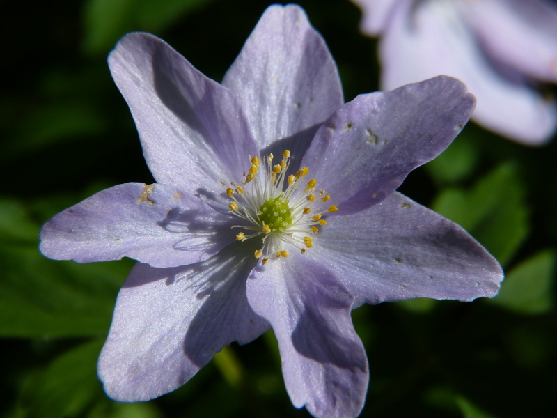 Anenome nemerosa robinsonii.JPG