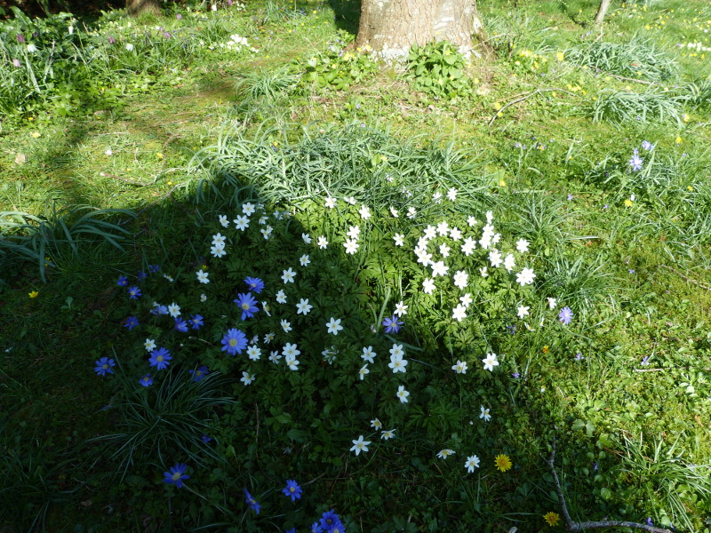 Anenome nemorosa 2017.JPG