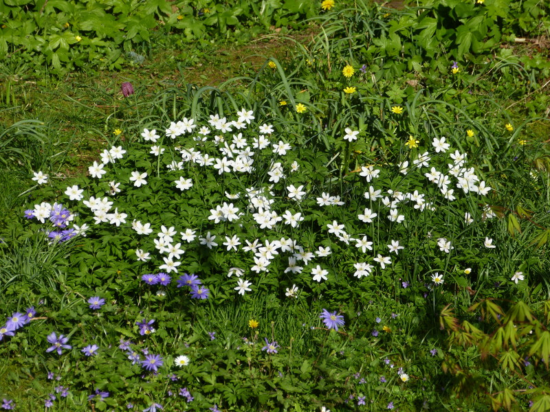 Anenome nemorosa.JPG