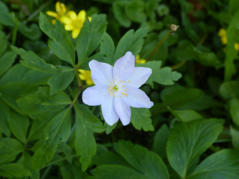 Anenome nemorosa Robinsoniana.JPG
