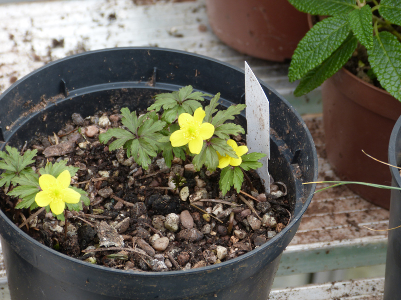 Anenome ranunculoides.JPG