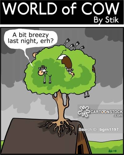 animals-cow-farm_animal-storm-strong_winds-farming-bgrn1197_low.jpg