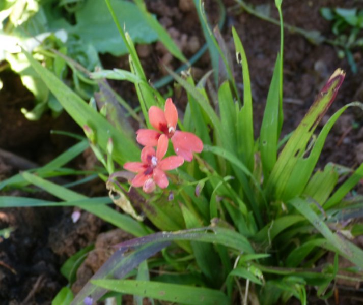 Anomatheca laxa .JPG